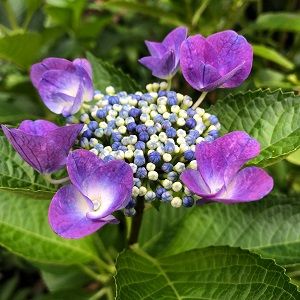 年間第十二月曜日（偶数年）